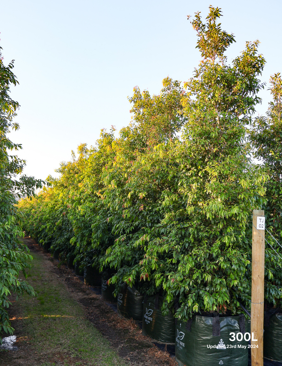 Waterhousea floribunda - Weeping Lilly Pilly - Evergreen Trees Direct