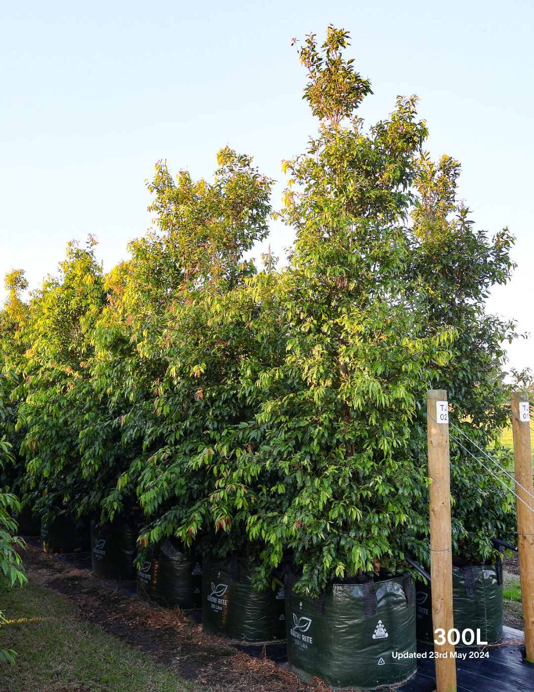 Waterhousea floribunda - Weeping Lilly Pilly - Evergreen Trees Direct
