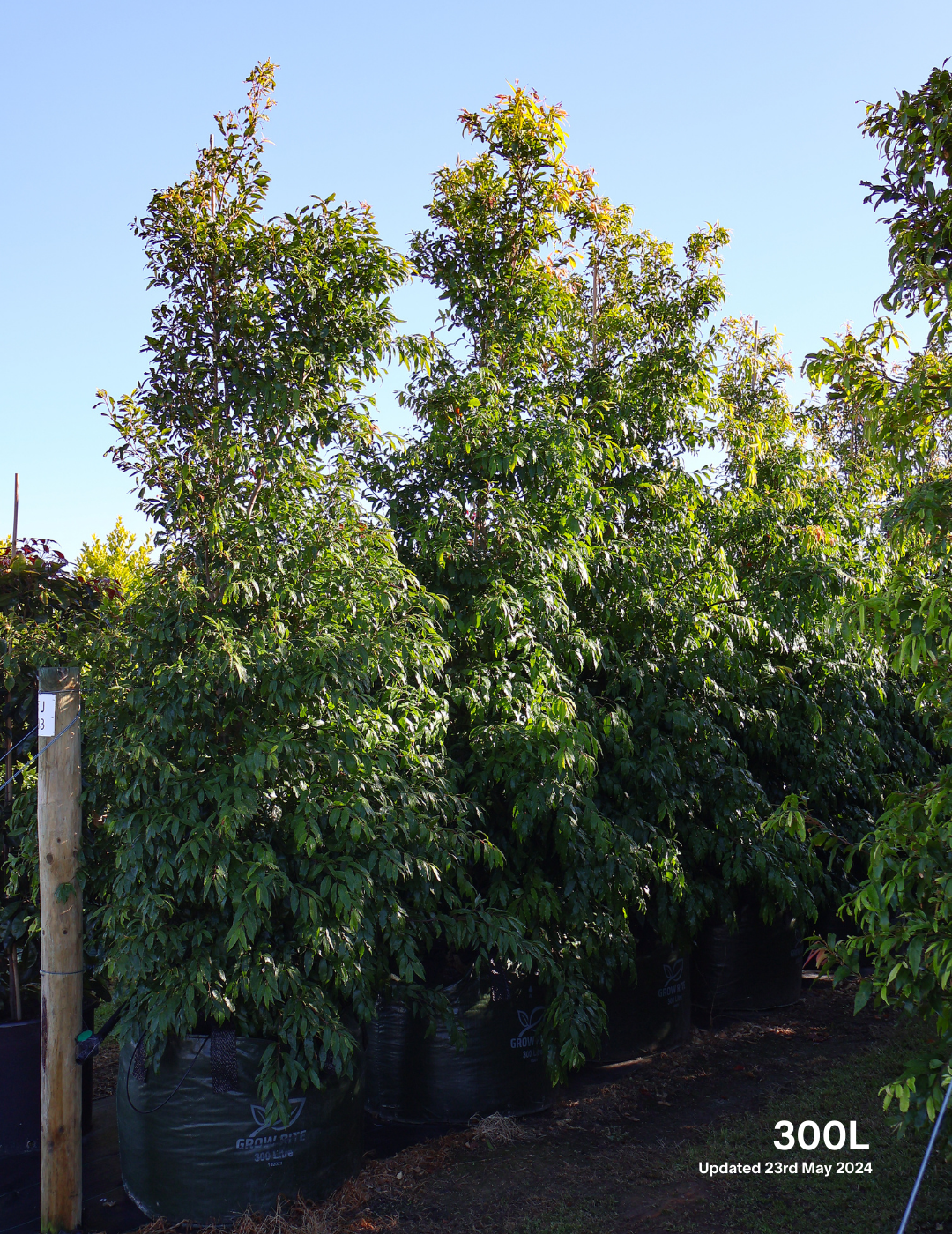 Waterhousea floribunda - Weeping Lilly Pilly - Evergreen Trees Direct