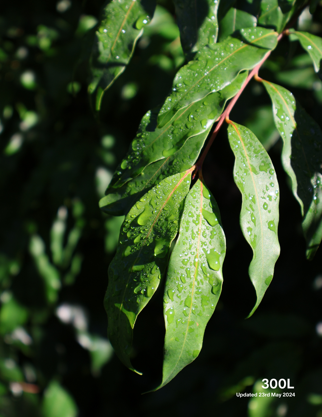 Waterhousea floribunda - Weeping Lilly Pilly - Evergreen Trees Direct