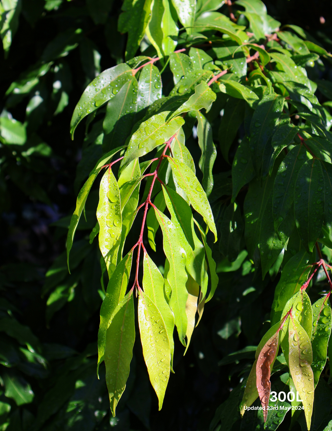 Waterhousea floribunda - Weeping Lilly Pilly - Evergreen Trees Direct