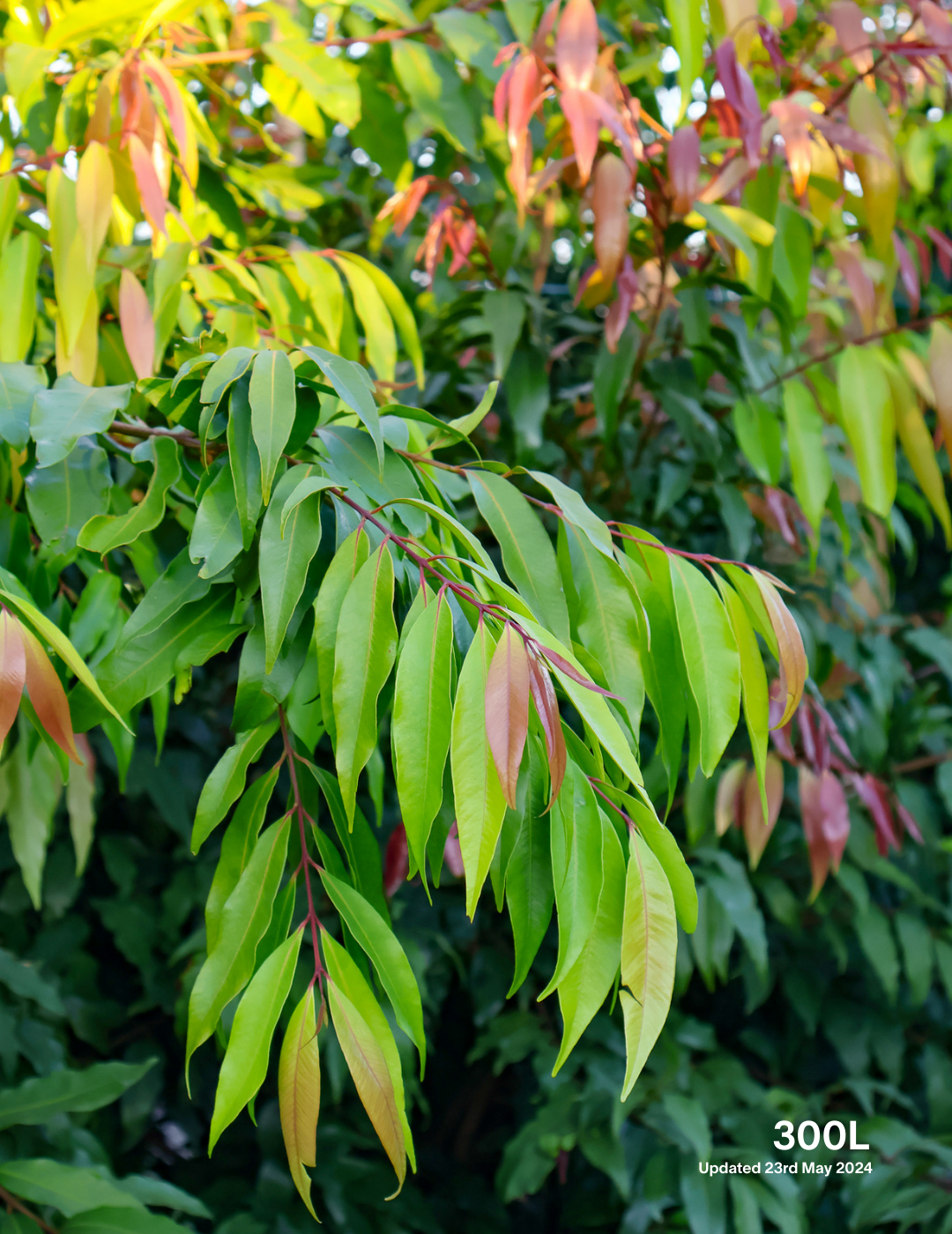 Waterhousea floribunda - Weeping Lilly Pilly - Evergreen Trees Direct
