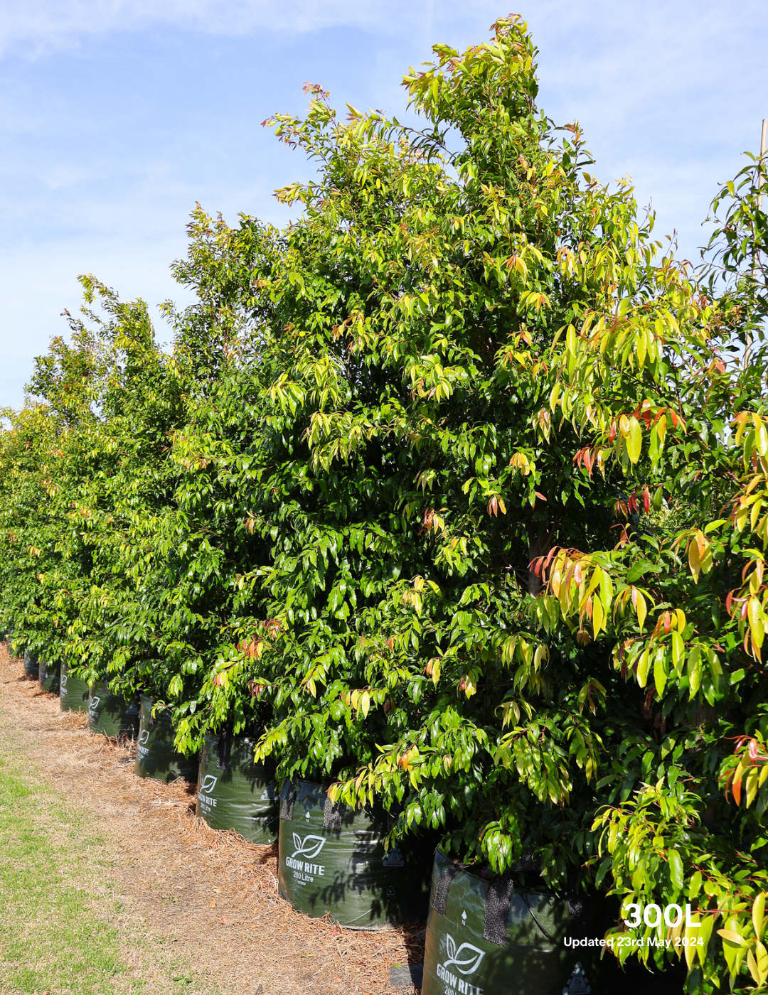 Waterhousea floribunda - Weeping Lilly Pilly - Evergreen Trees Direct