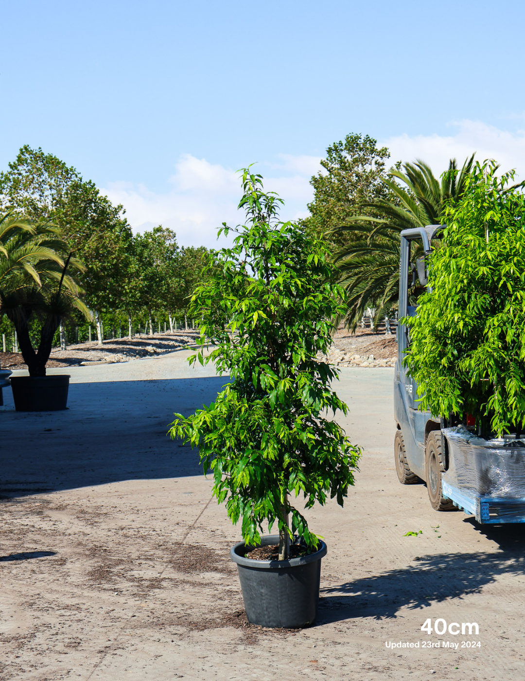 Waterhousea floribunda - Weeping Lilly Pilly - Evergreen Trees Direct