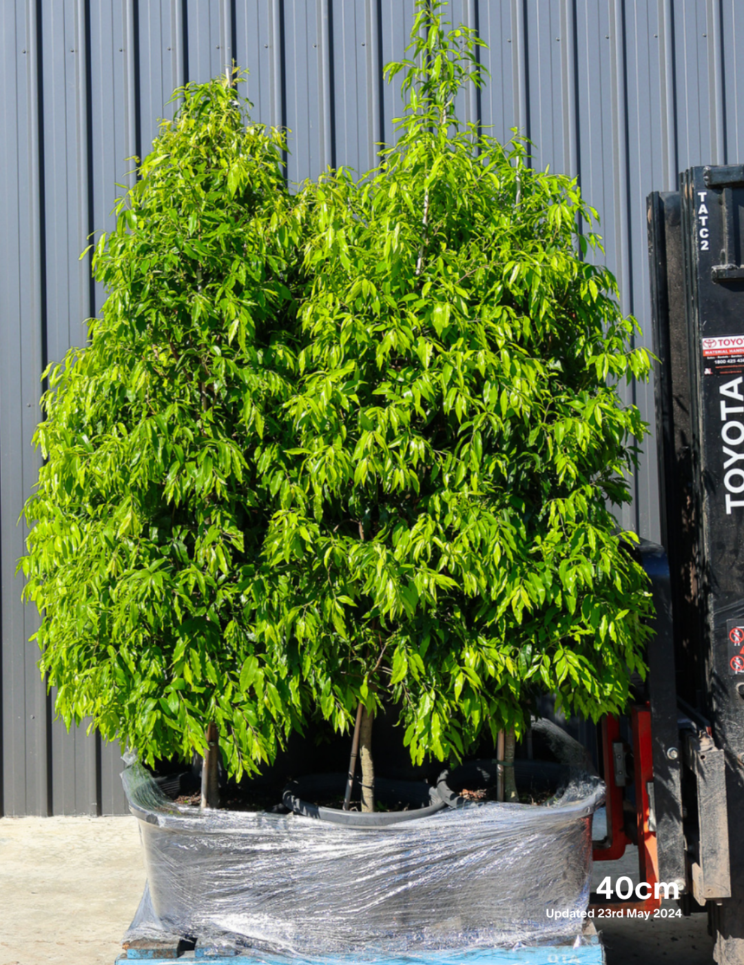 Waterhousea floribunda - Weeping Lilly Pilly - Evergreen Trees Direct