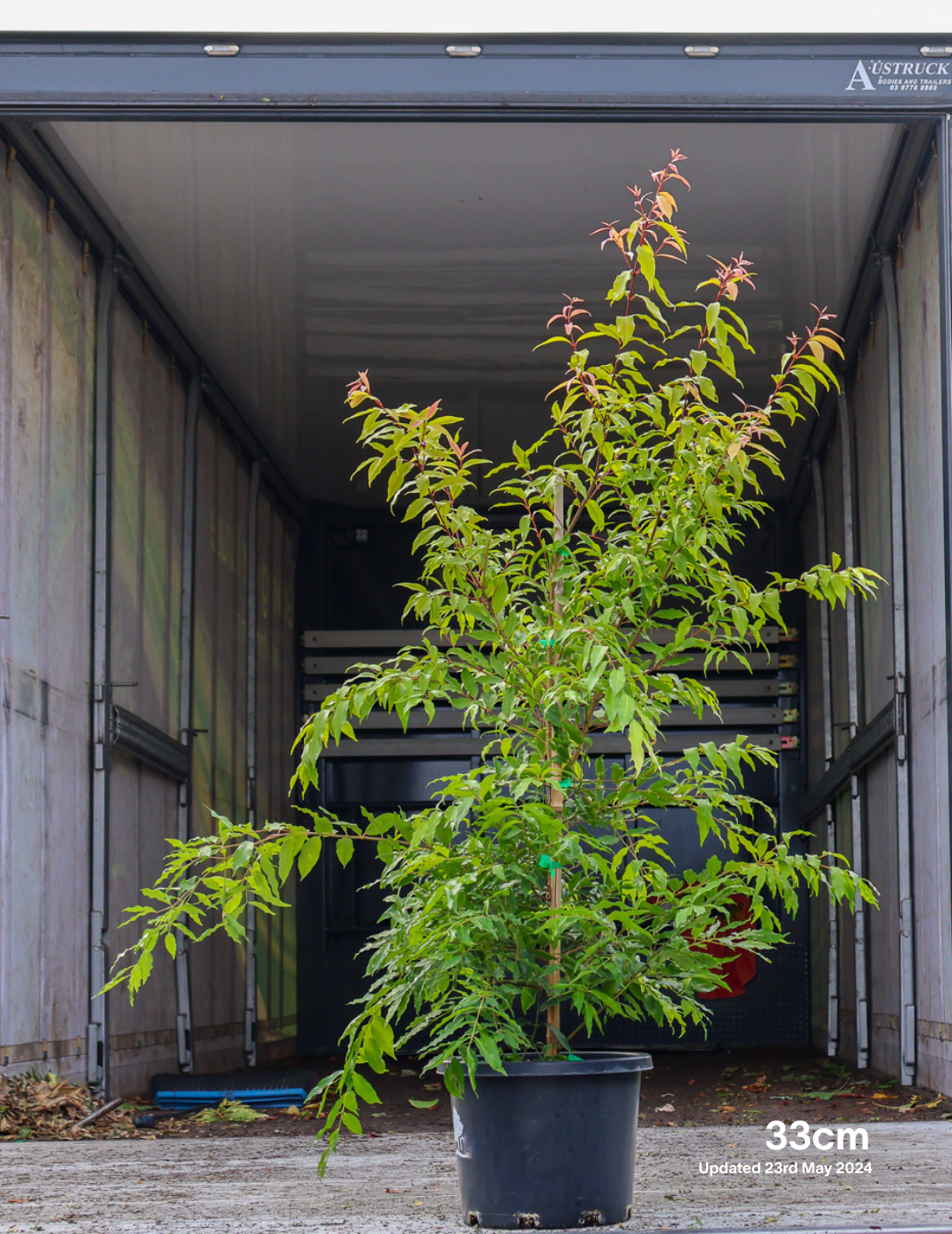 Waterhousea floribunda - Weeping Lilly Pilly - Evergreen Trees Direct