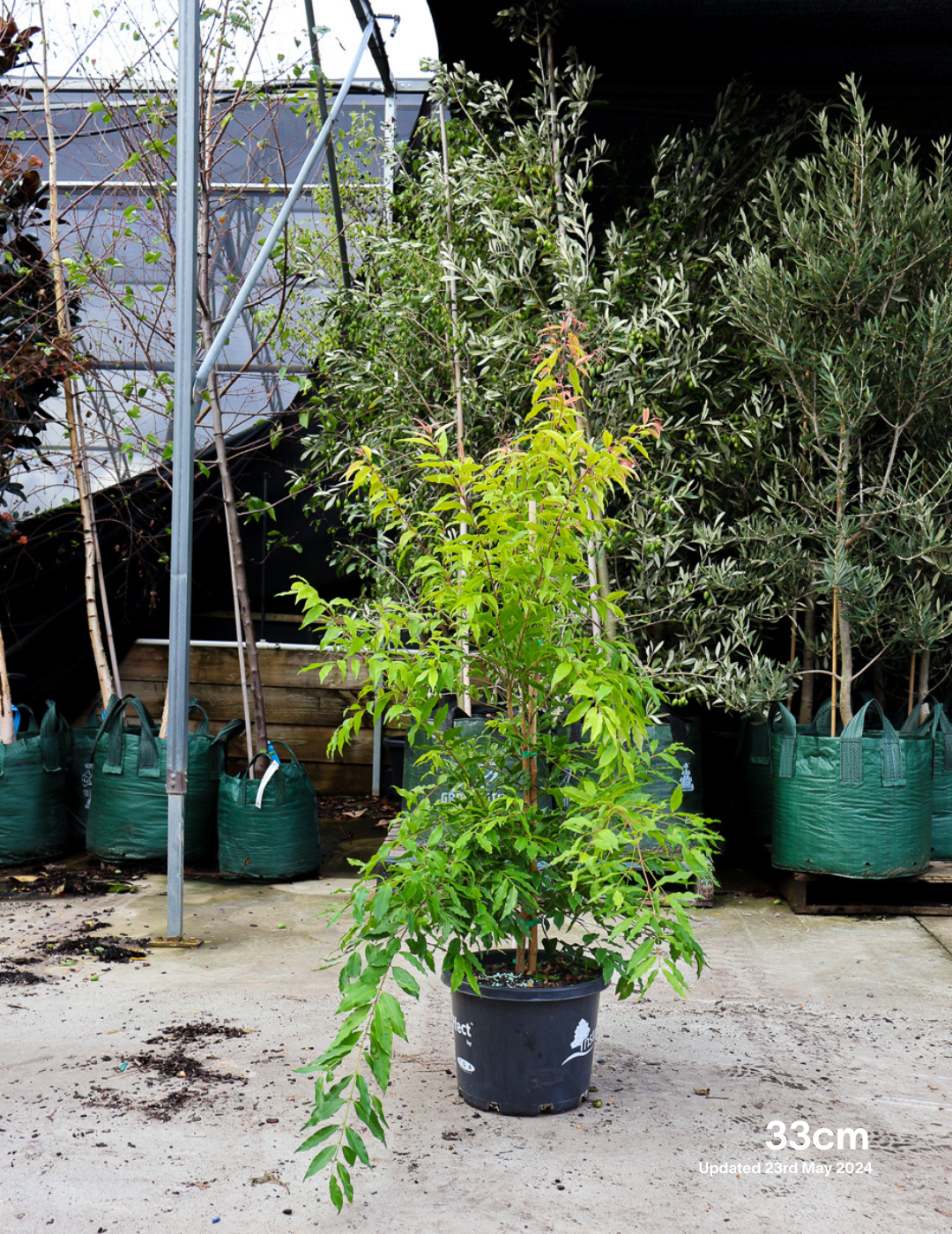 Waterhousea floribunda - Weeping Lilly Pilly - Evergreen Trees Direct