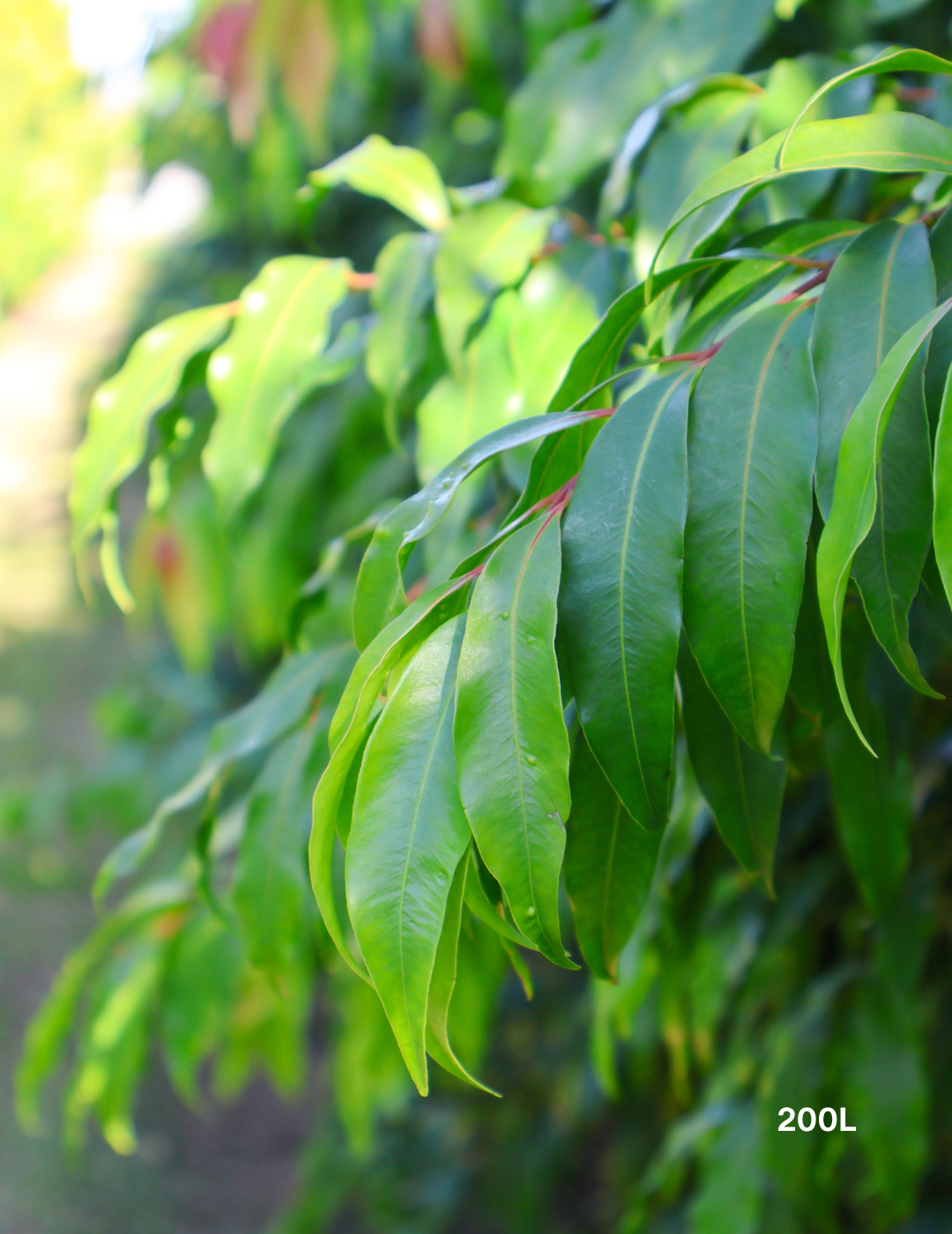 Waterhousea floribunda - Weeping Lilly Pilly - Evergreen Trees Direct