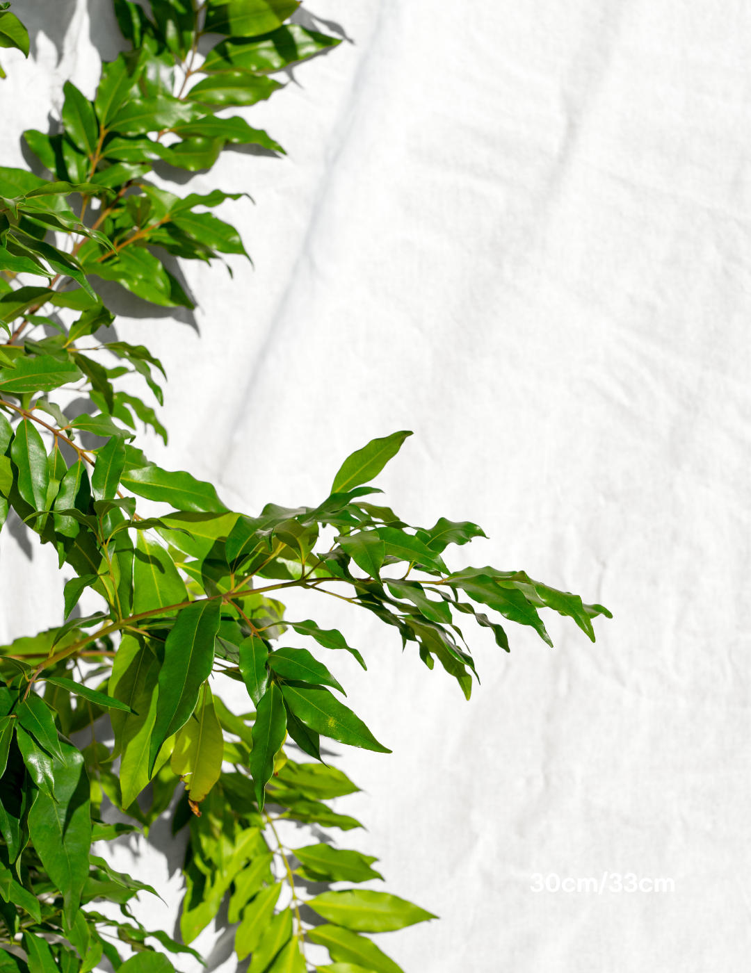 Waterhousea floribunda - Weeping Lilly Pilly
