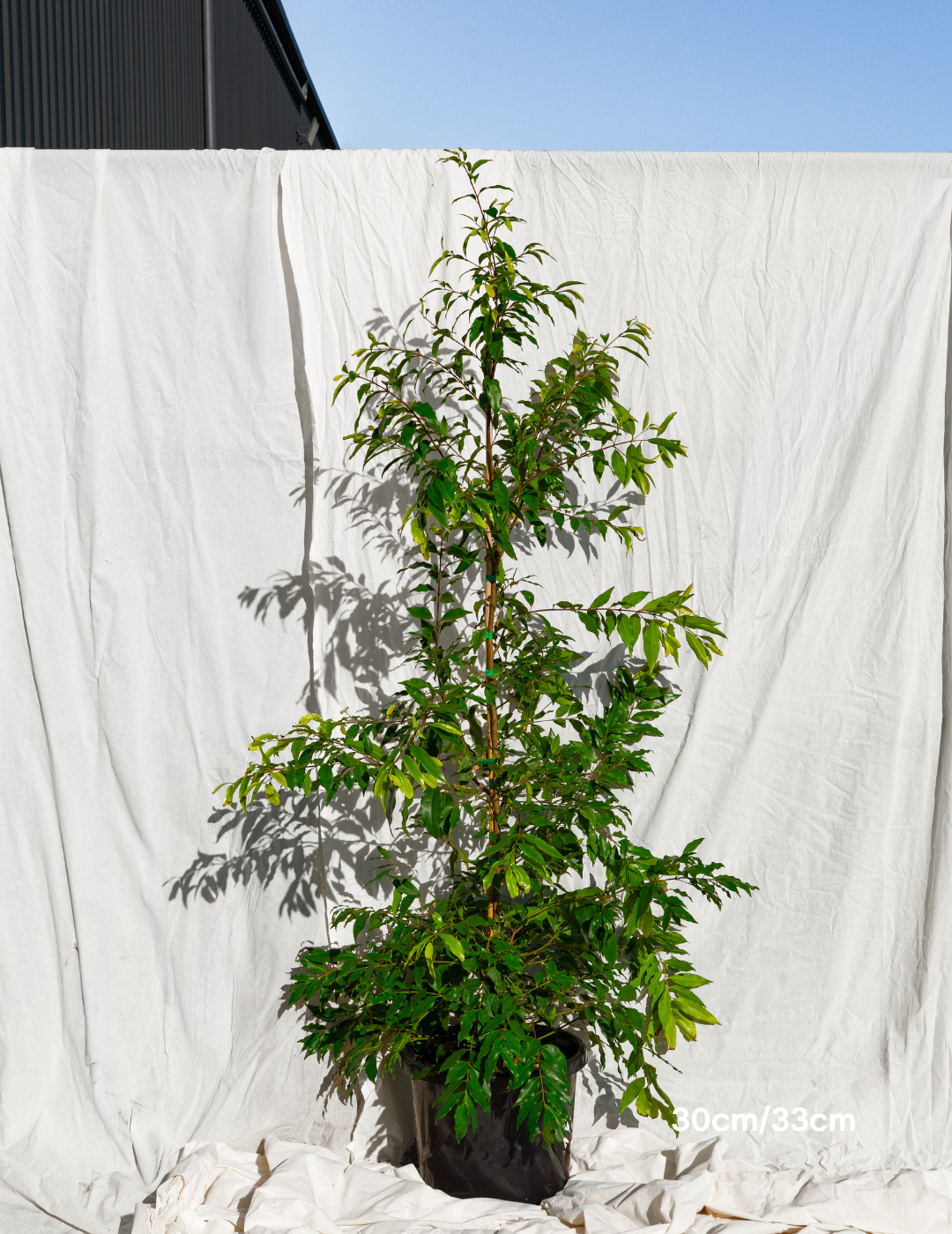 Waterhousea floribunda - Weeping Lilly Pilly