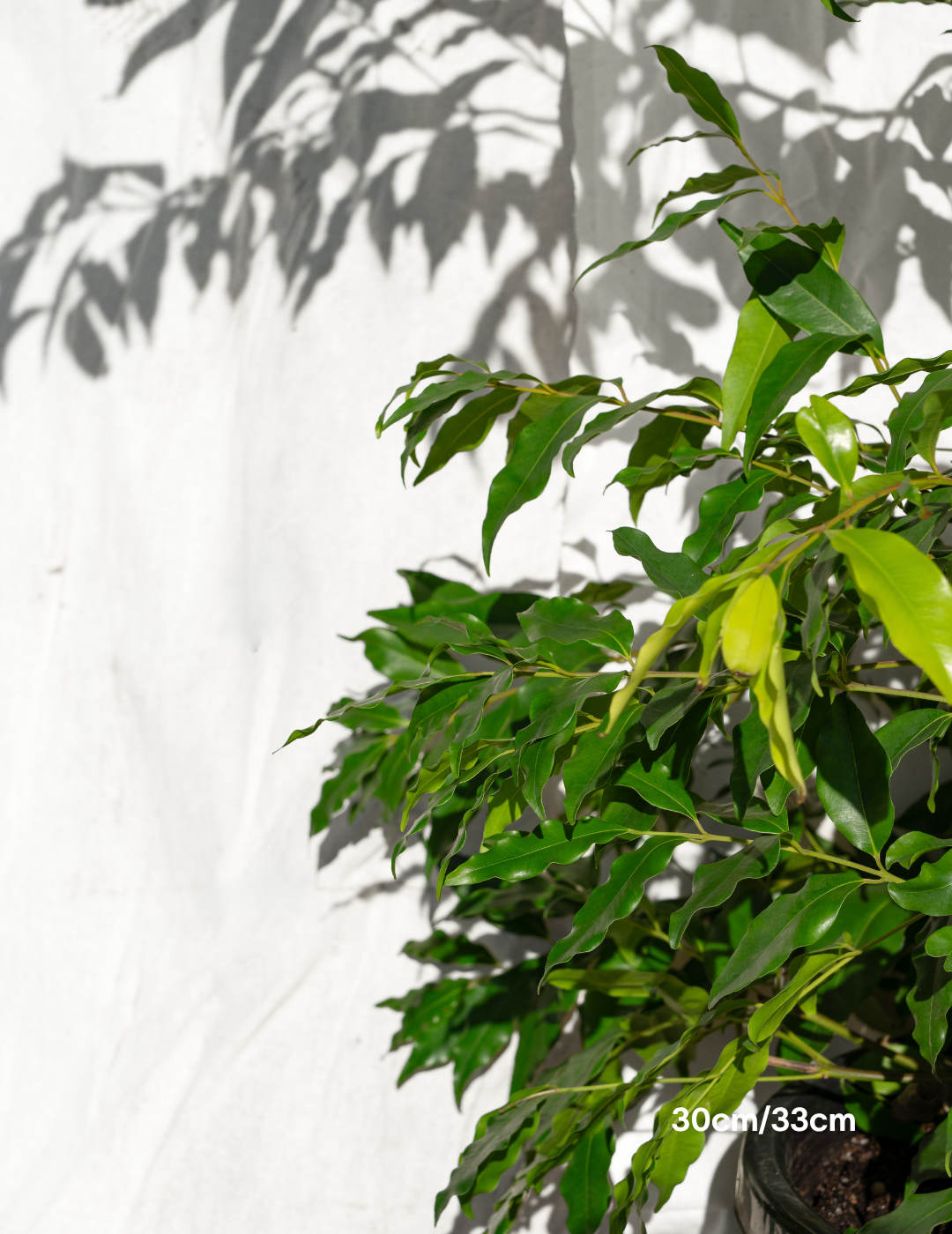 Waterhousea floribunda - Weeping Lilly Pilly