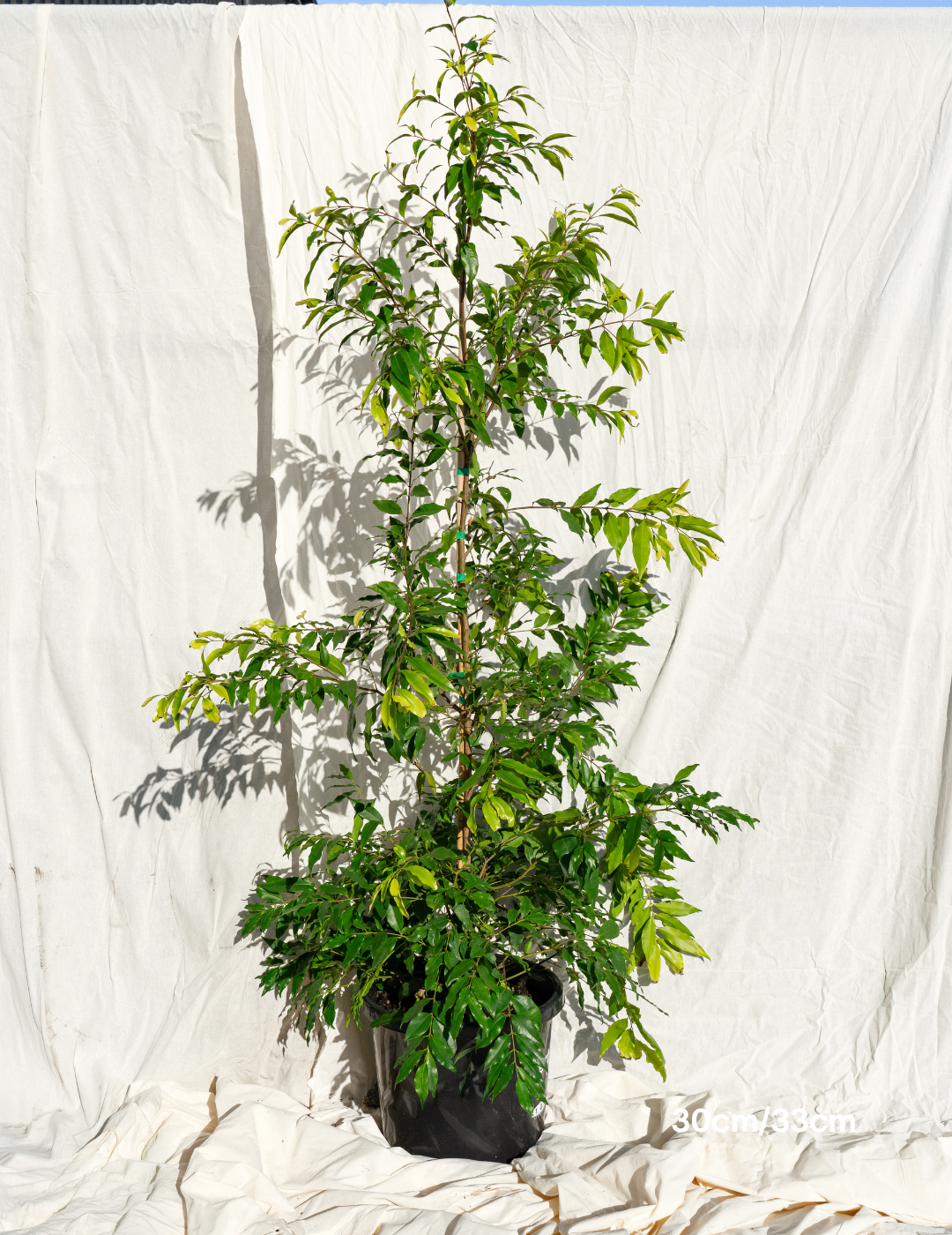 Waterhousea floribunda - Weeping Lilly Pilly