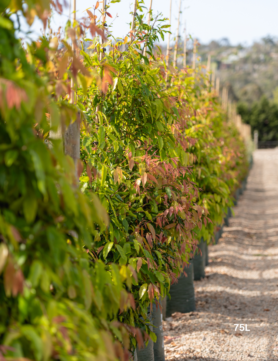 Waterhousea floribunda - Weeping Lilly Pilly - Evergreen Trees Direct
