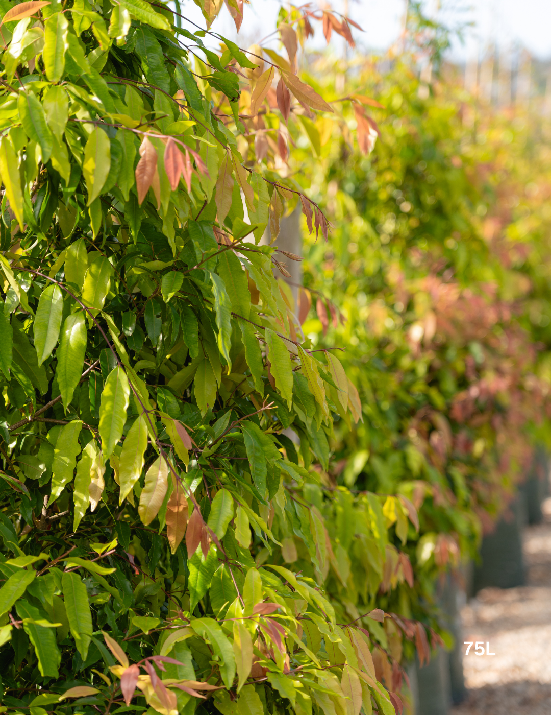 Waterhousea floribunda - Weeping Lilly Pilly - Evergreen Trees Direct