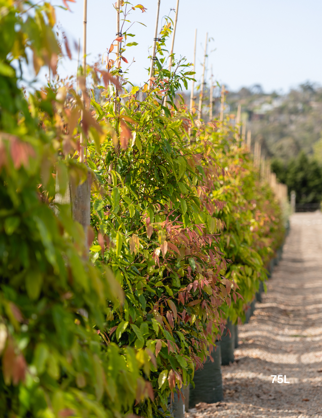 Waterhousea floribunda - Weeping Lilly Pilly - Evergreen Trees Direct