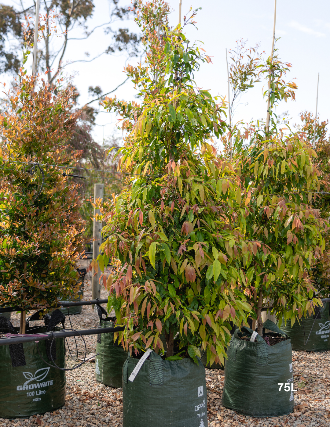 Waterhousea floribunda - Weeping Lilly Pilly - Evergreen Trees Direct
