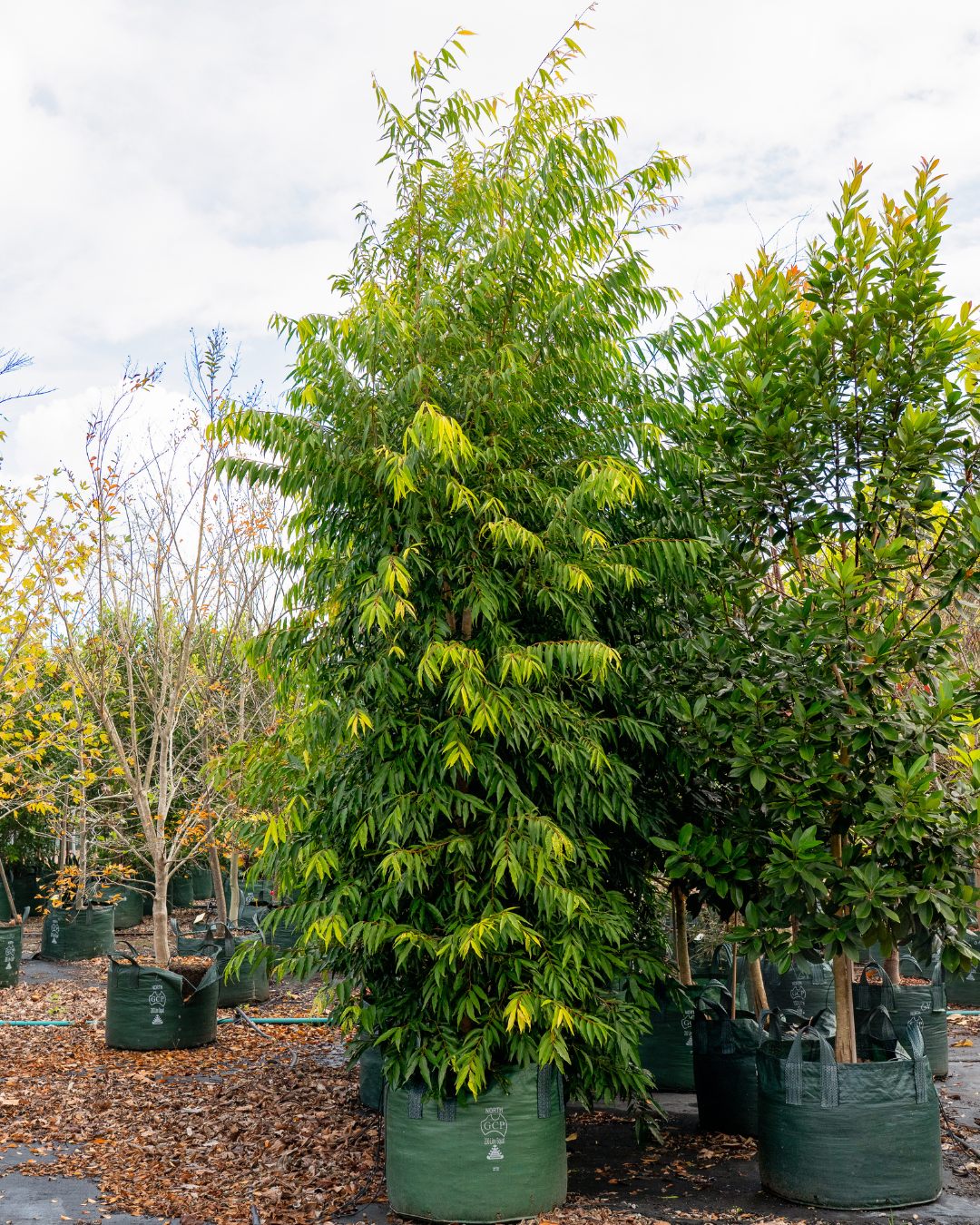 Waterhousea floribunda Weeping Lilly Pilly