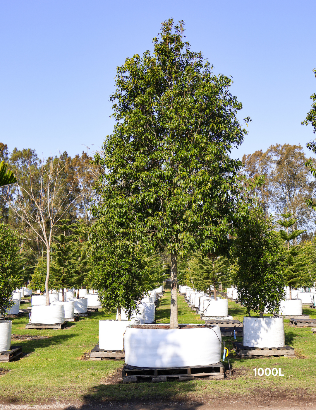 Waterhousea floribunda - Weeping Lilly Pilly - Evergreen Trees Direct