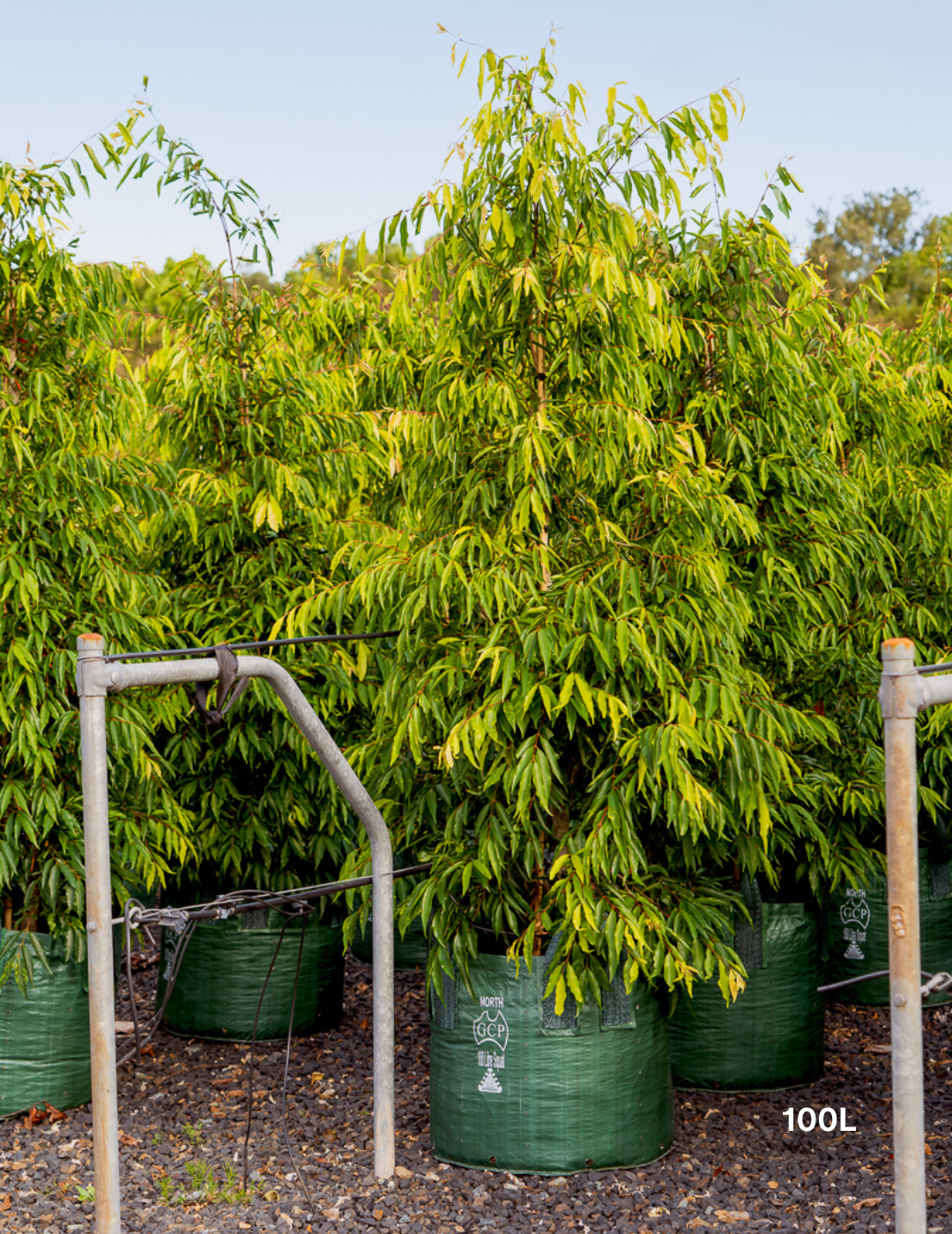 Waterhousea floribunda - Weeping Lilly Pilly - Evergreen Trees Direct