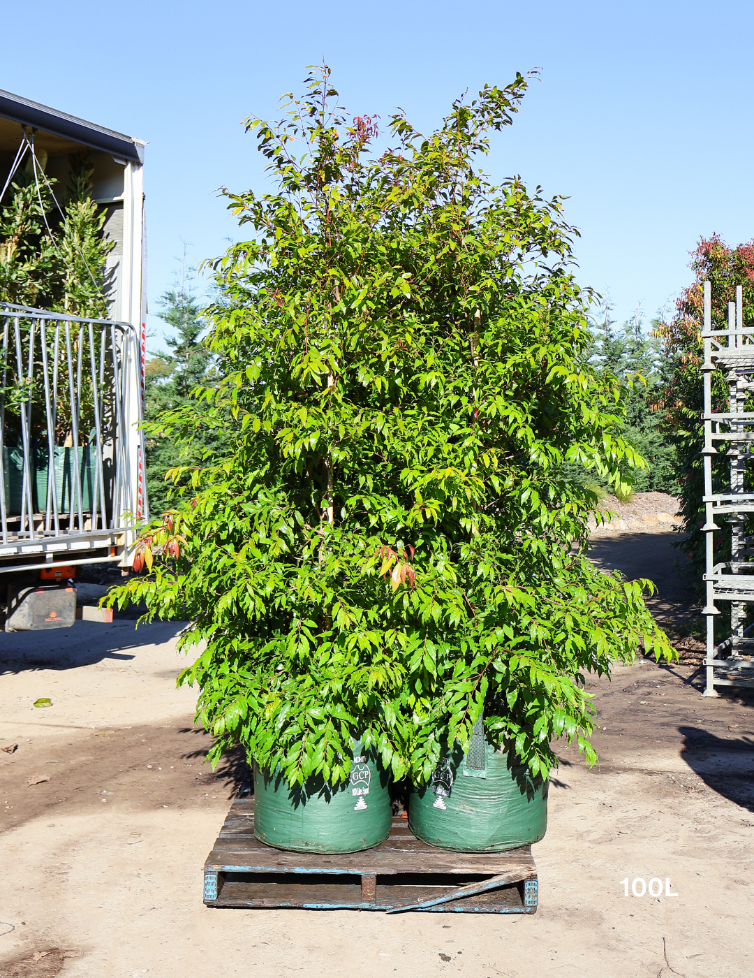 Waterhousea floribunda - Weeping Lilly Pilly - Evergreen Trees Direct