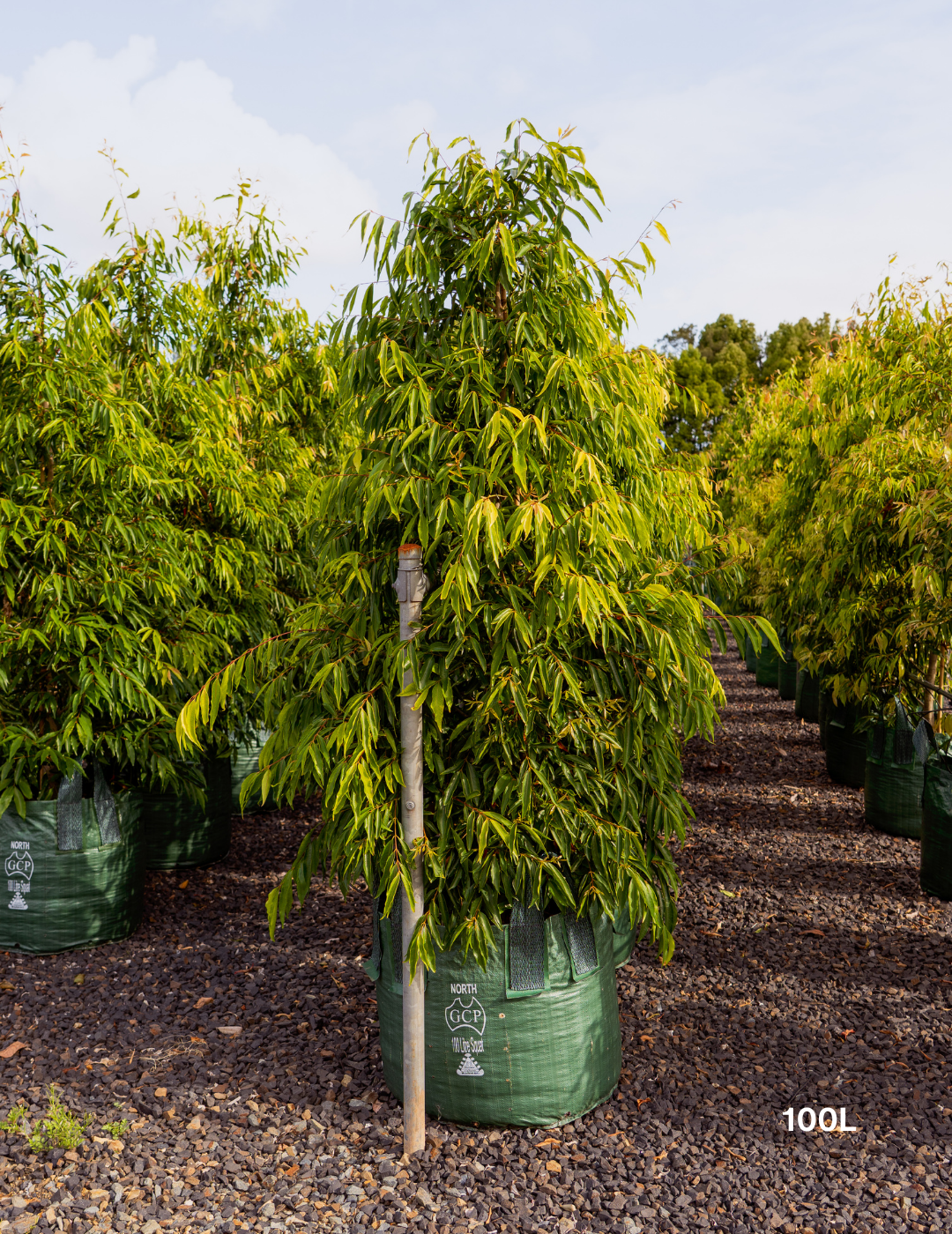 Waterhousea floribunda - Weeping Lilly Pilly - Evergreen Trees Direct