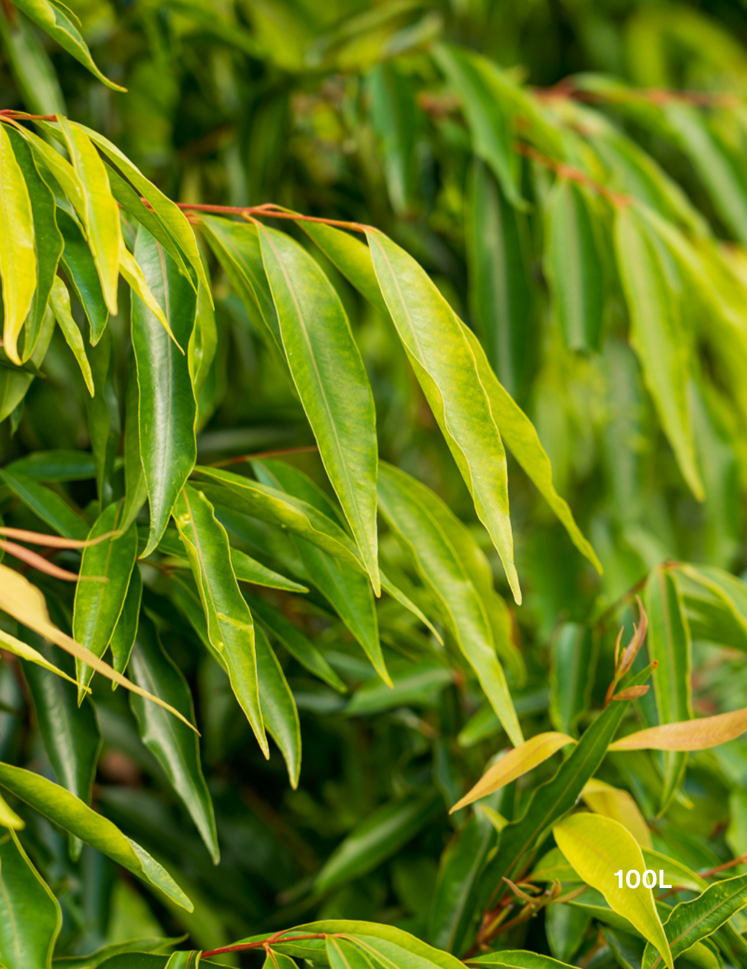 Waterhousea floribunda - Weeping Lilly Pilly - Evergreen Trees Direct
