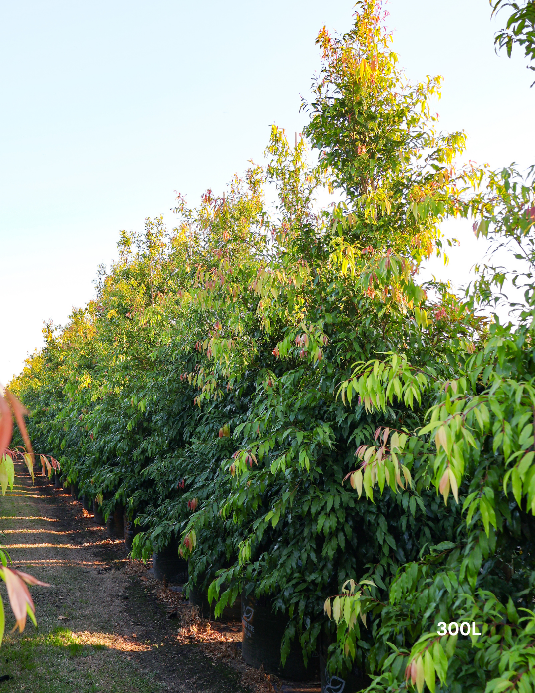 Waterhousea floribunda - Weeping Lilly Pilly - Evergreen Trees Direct