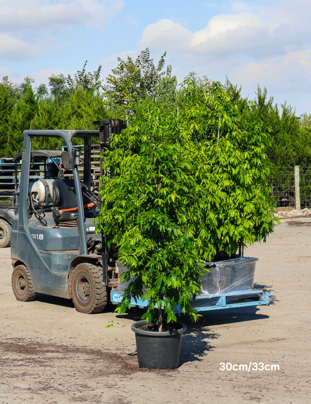 Waterhousea floribunda - Weeping Lilly Pilly - Evergreen Trees Direct