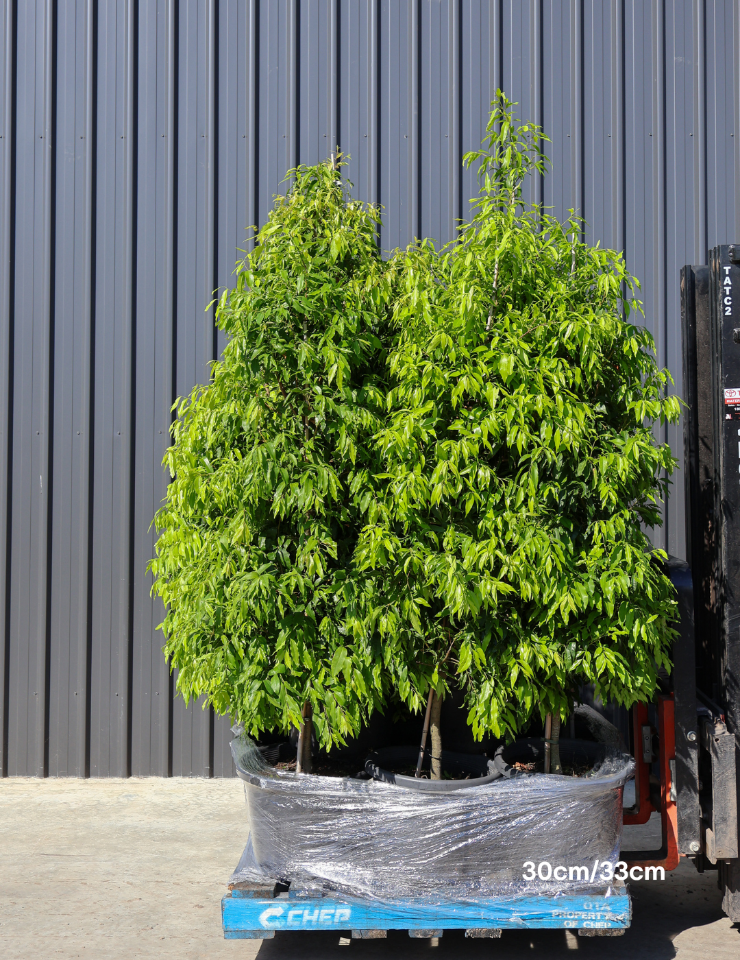 Waterhousea floribunda - Weeping Lilly Pilly - Evergreen Trees Direct