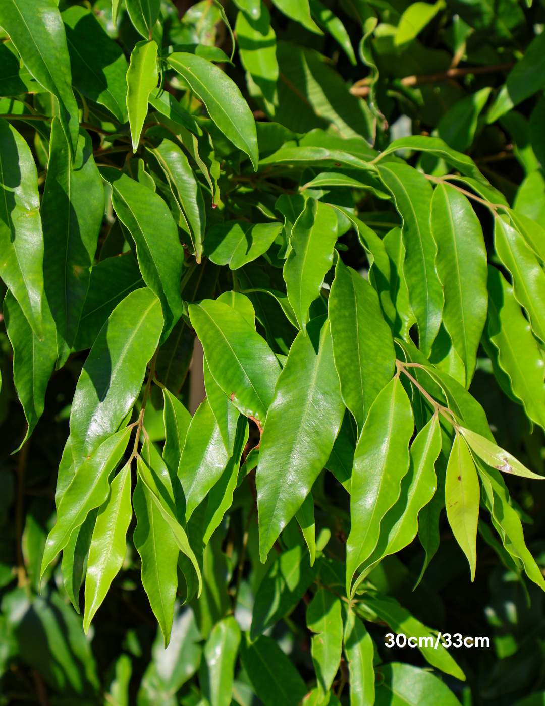 Waterhousea floribunda - Weeping Lilly Pilly - Evergreen Trees Direct