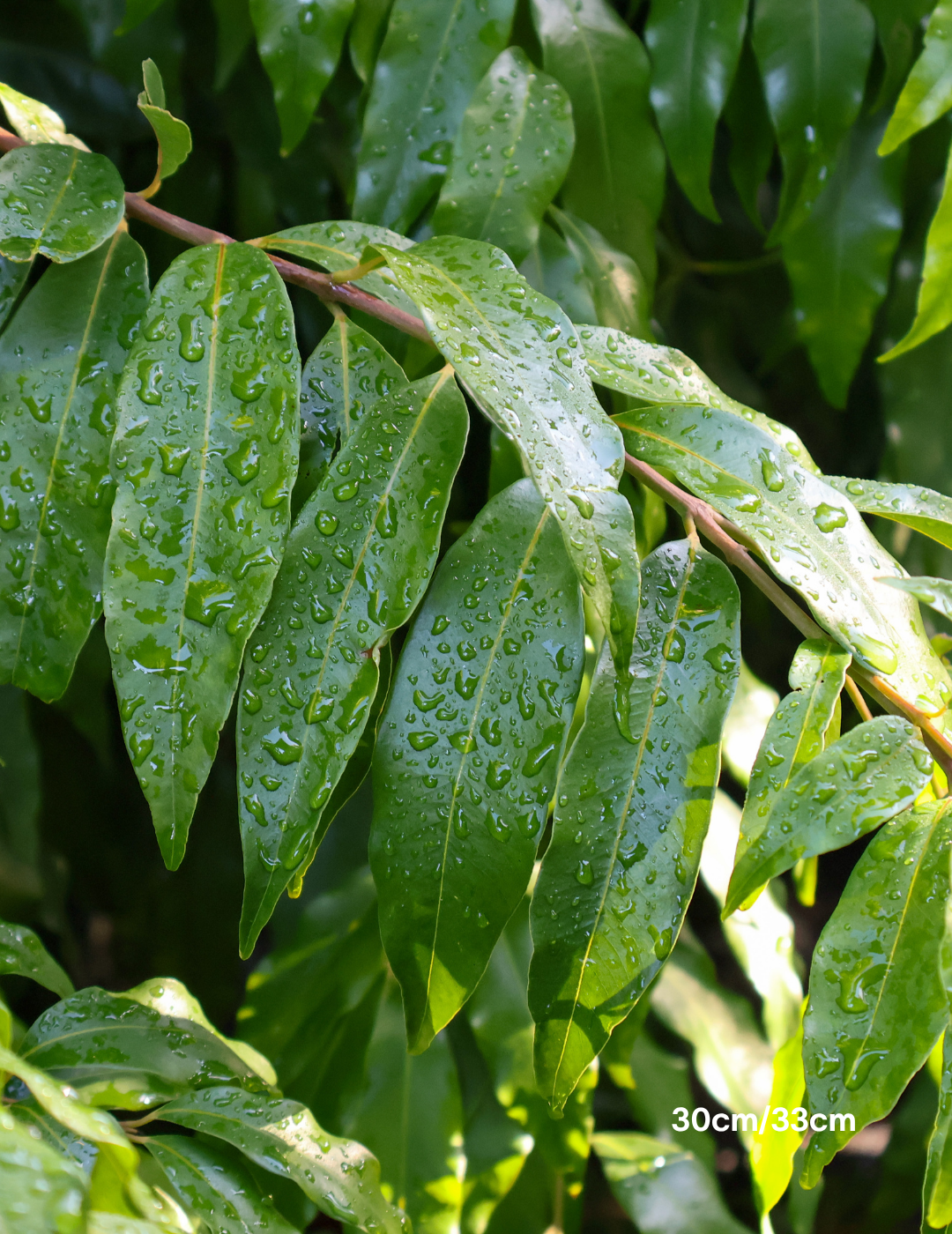 Waterhousea floribunda - Weeping Lilly Pilly - Evergreen Trees Direct