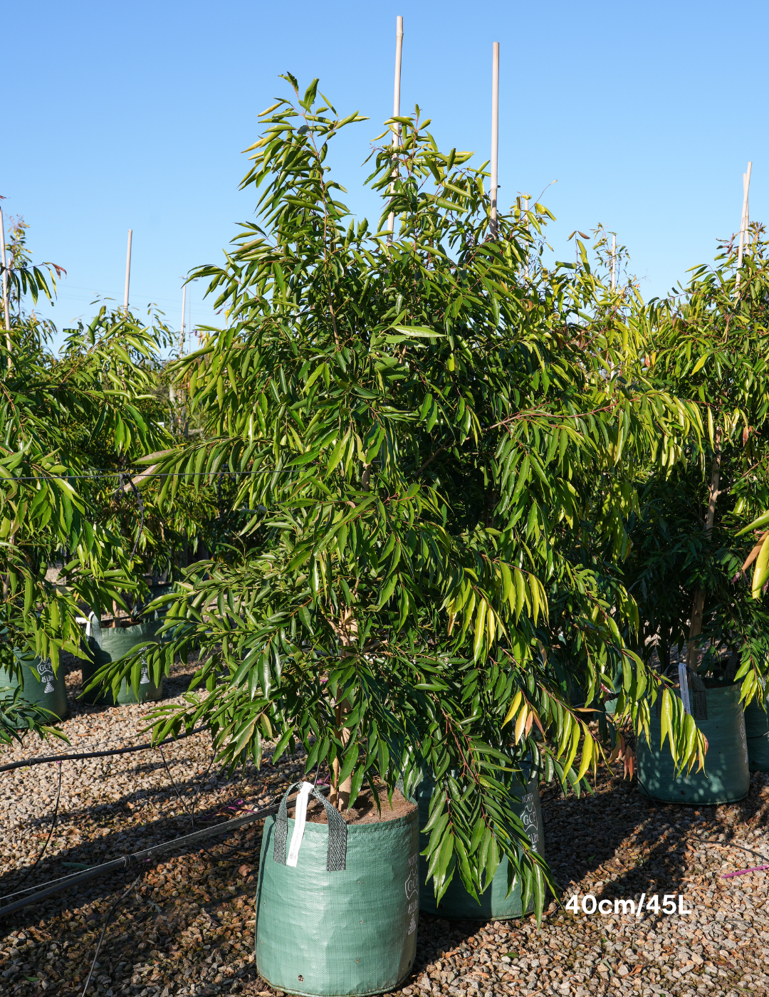 Waterhousea floribunda - Weeping Lilly Pilly - Evergreen Trees Direct