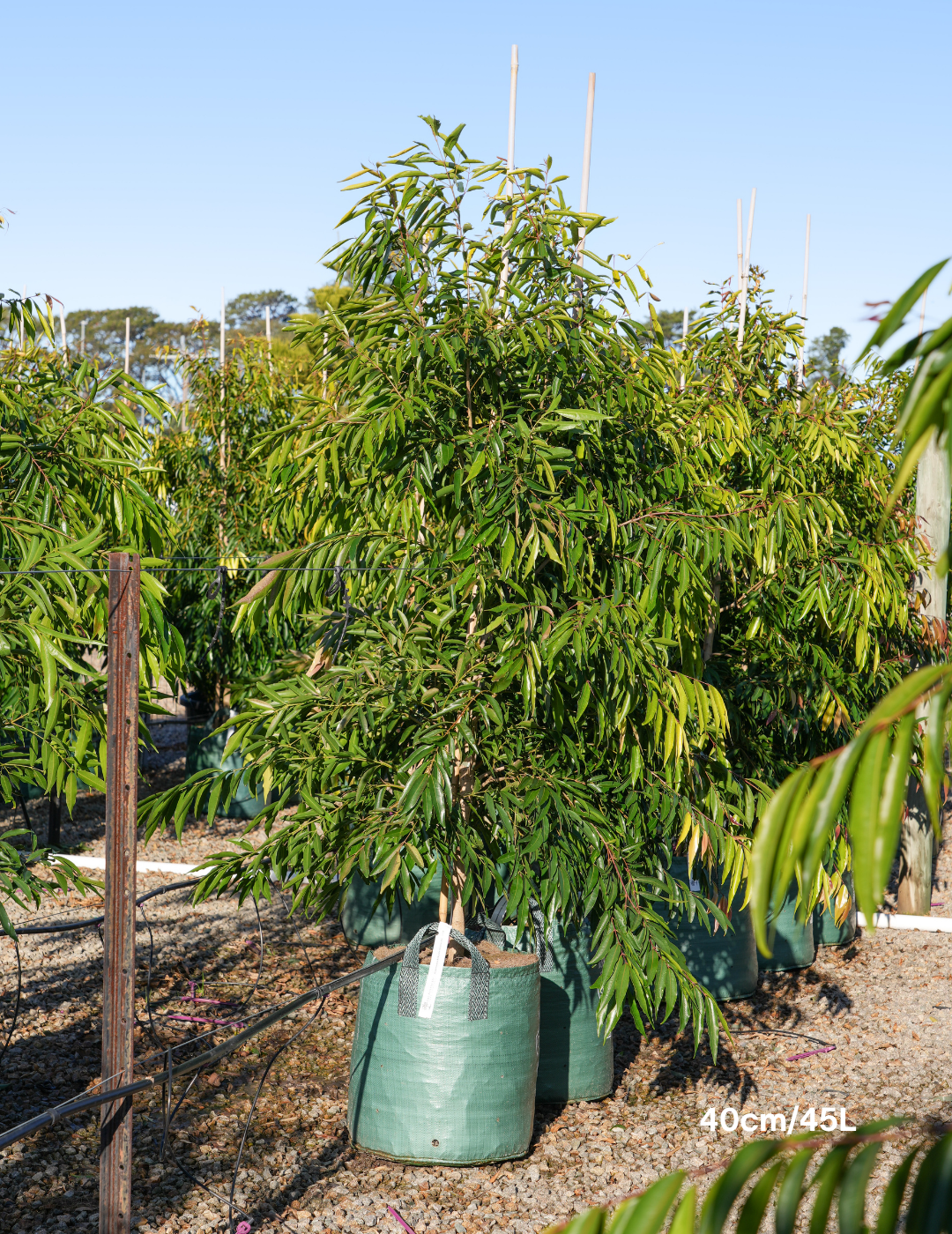 Waterhousea floribunda - Weeping Lilly Pilly - Evergreen Trees Direct