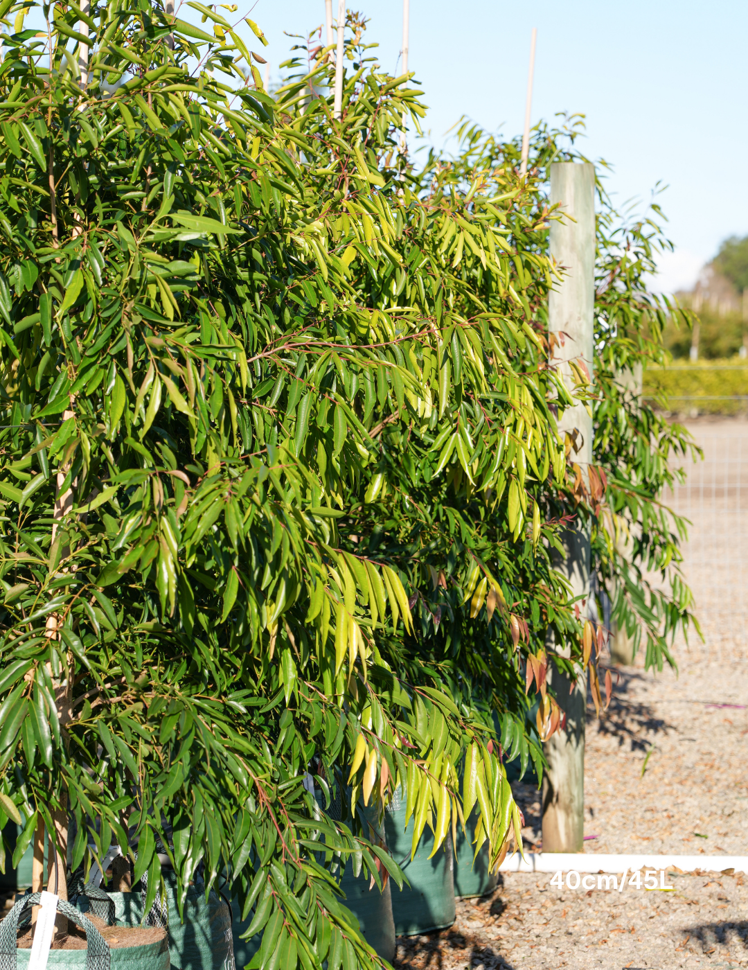 Waterhousea floribunda - Weeping Lilly Pilly - Evergreen Trees Direct