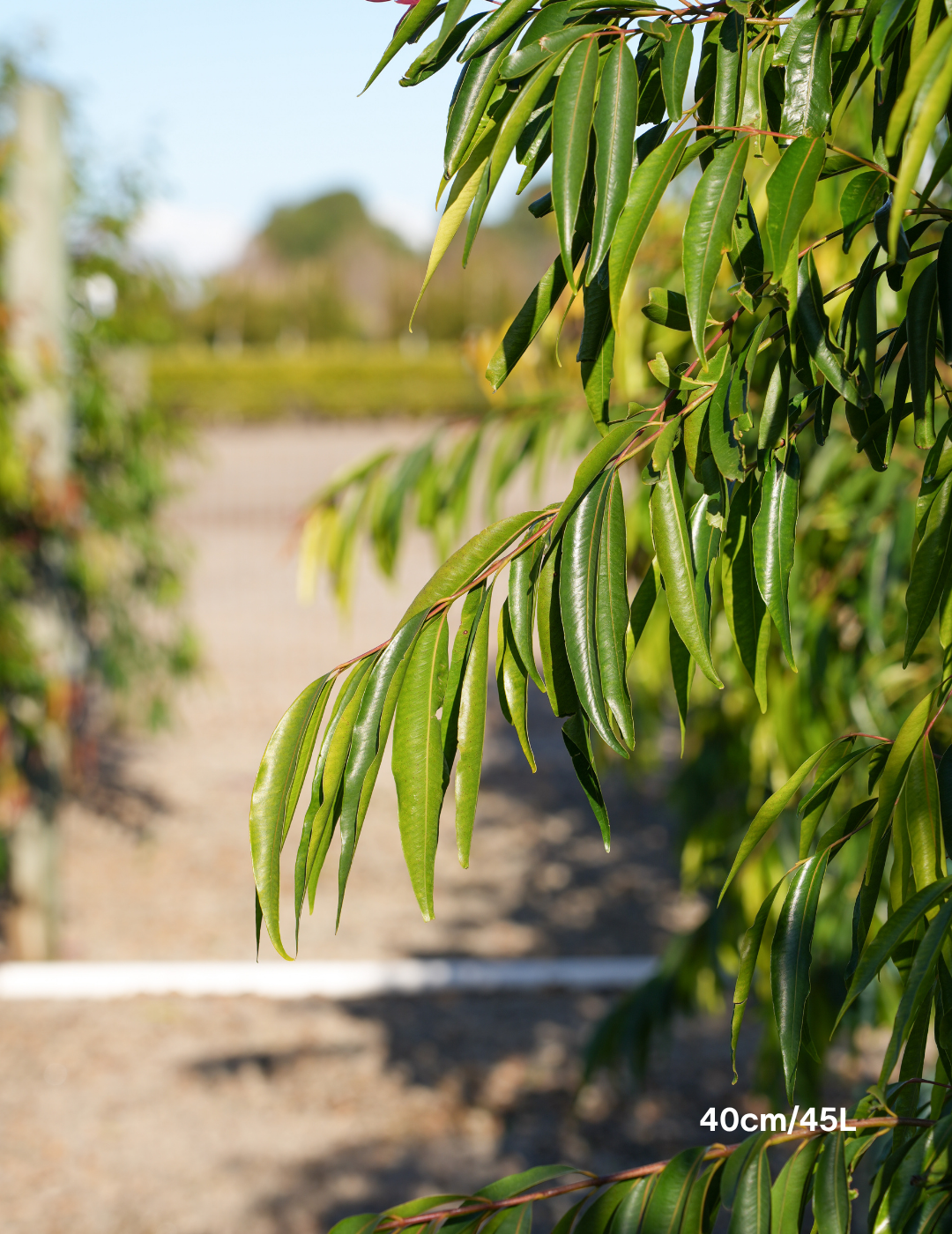 Waterhousea floribunda - Weeping Lilly Pilly - Evergreen Trees Direct
