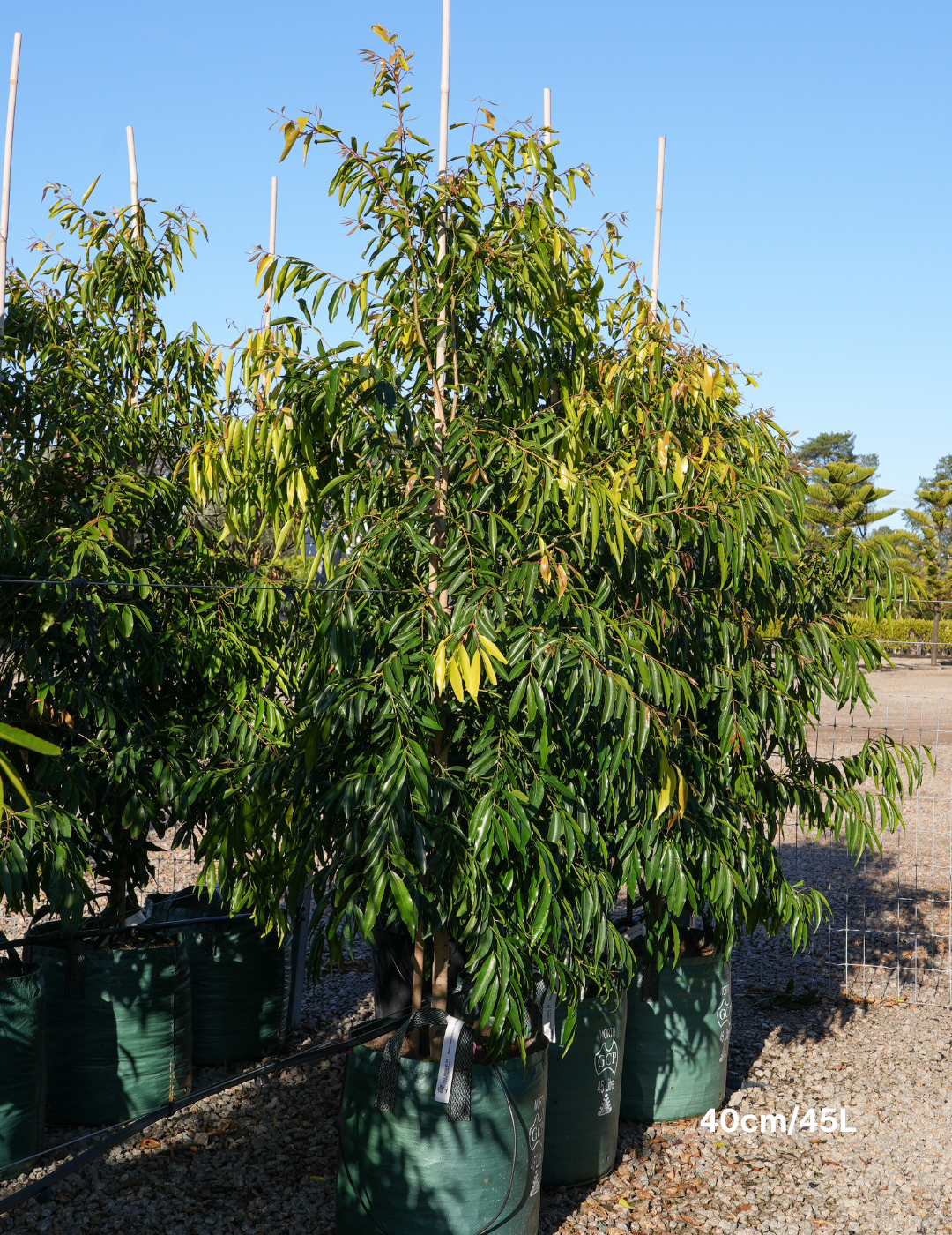 Waterhousea floribunda - Weeping Lilly Pilly - Evergreen Trees Direct