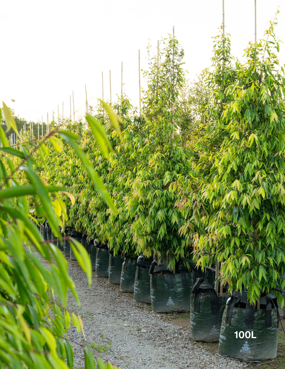 Waterhousea floribunda ‘Amaroo’ – Amaroo Weeping Lilly Pilly - Evergreen Trees Direct