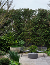Waterhousea floribunda - Weeping Lilly Pilly