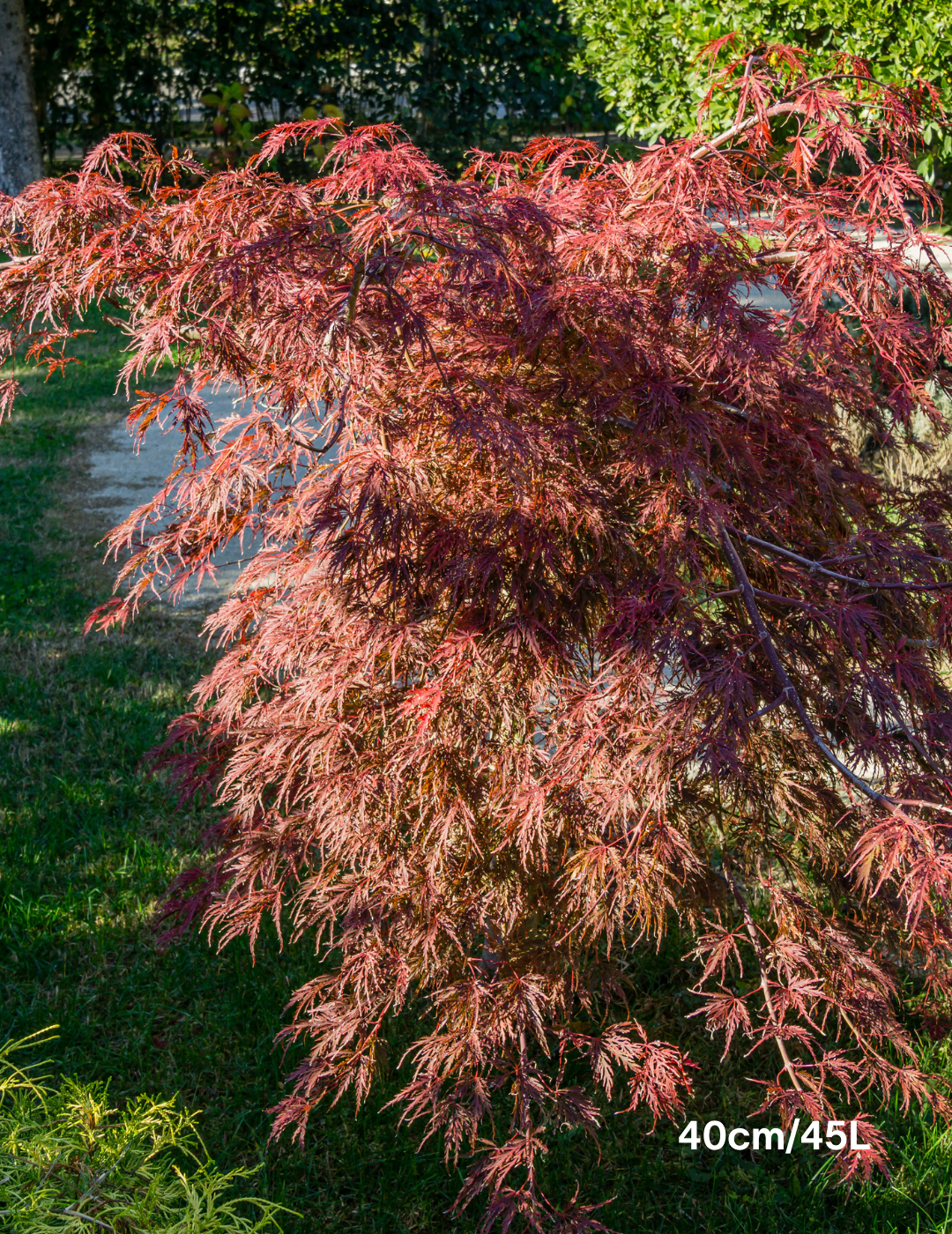 Acer palmatum dissectum 'Inaba Shidare' Weeper (Weeping Japanese Maple) - Evergreen Trees Direct