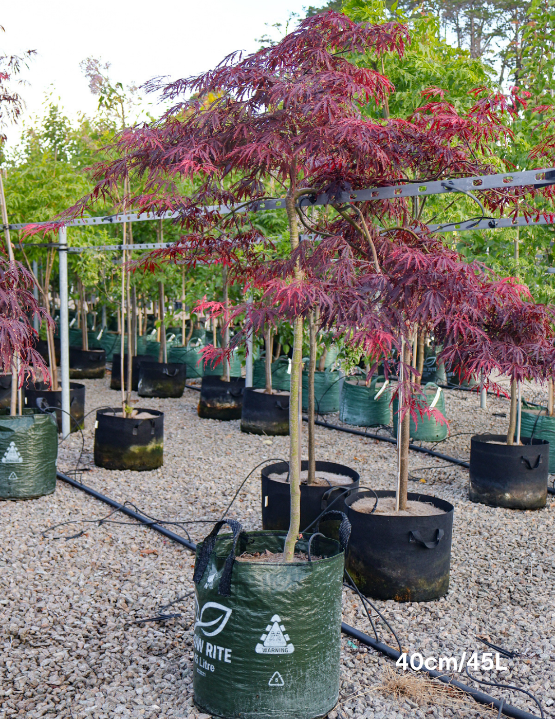 Acer palmatum dissectum 'Inaba Shidare' Weeper (Weeping Japanese Maple) - Evergreen Trees Direct