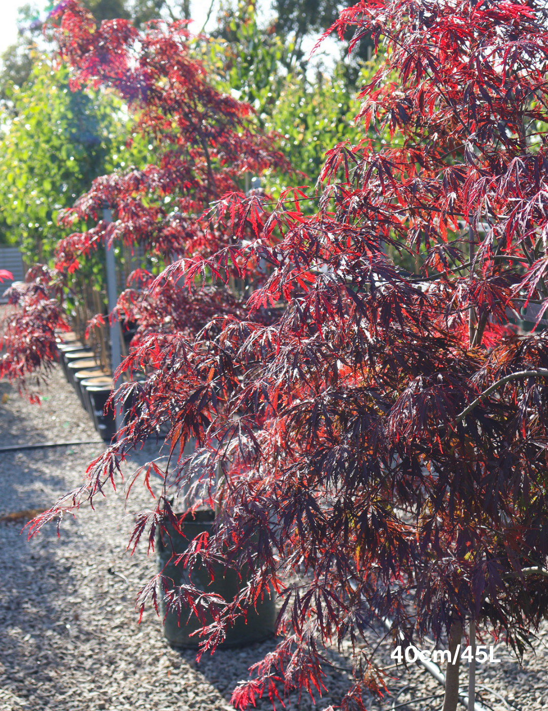 Acer palmatum dissectum 'Inaba Shidare' Weeper (Weeping Japanese Maple) - Evergreen Trees Direct