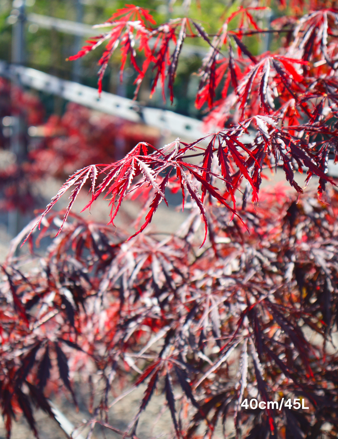 Acer palmatum dissectum 'Inaba Shidare' Weeper (Weeping Japanese Maple) - Evergreen Trees Direct