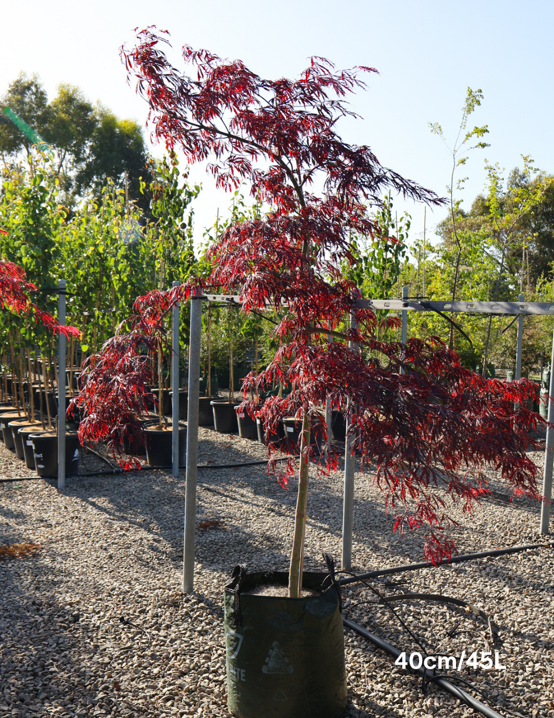 Acer palmatum dissectum 'Inaba Shidare' Weeper (Weeping Japanese Maple) - Evergreen Trees Direct