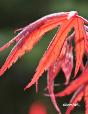 Acer palmatum dissectum 'Inaba Shidare' Weeping Japanese Maple