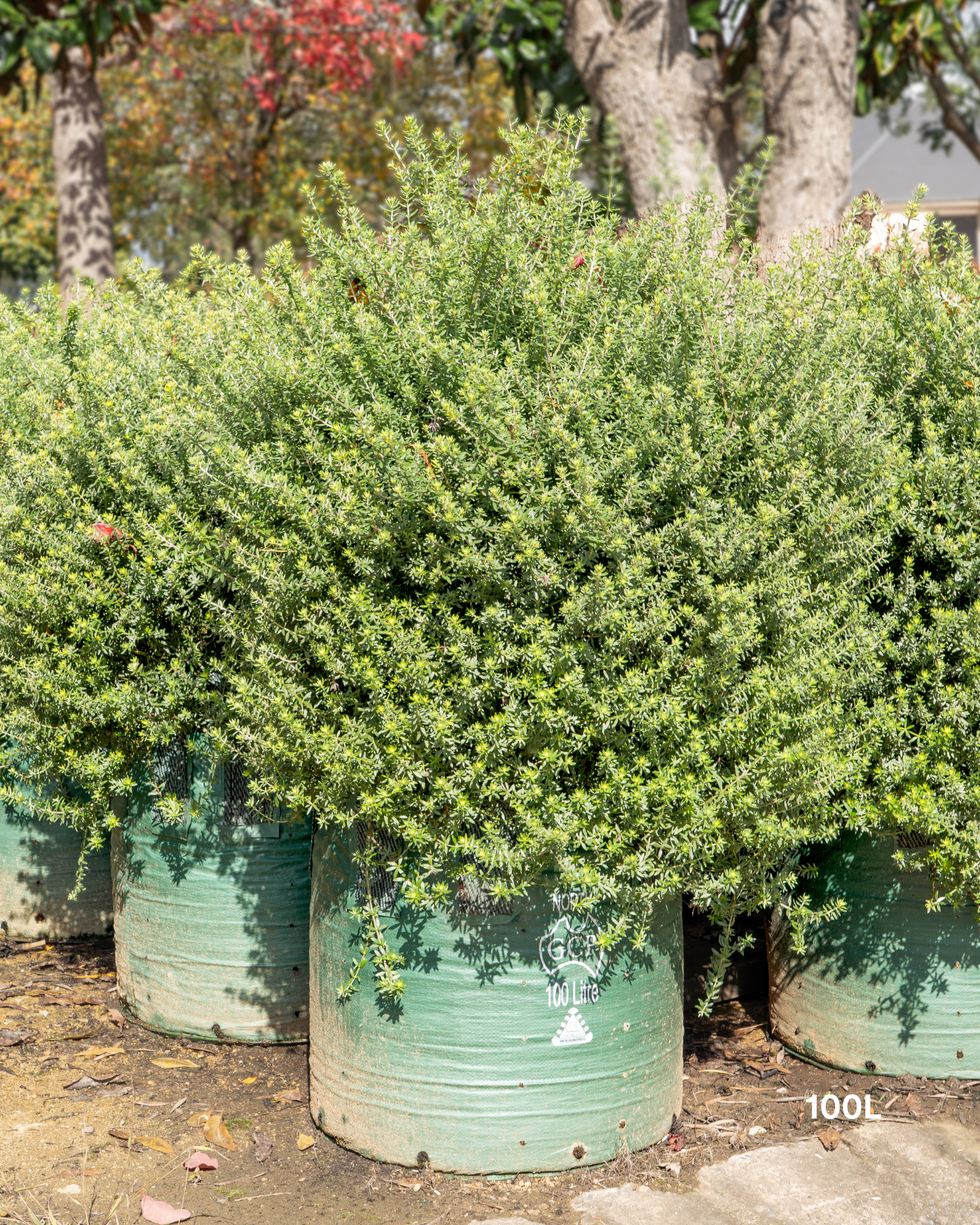 Westringia fruticosa – Coastal Rosemary