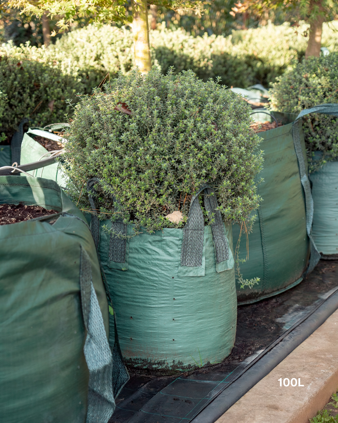 Westringia fruticosa – Coastal Rosemary