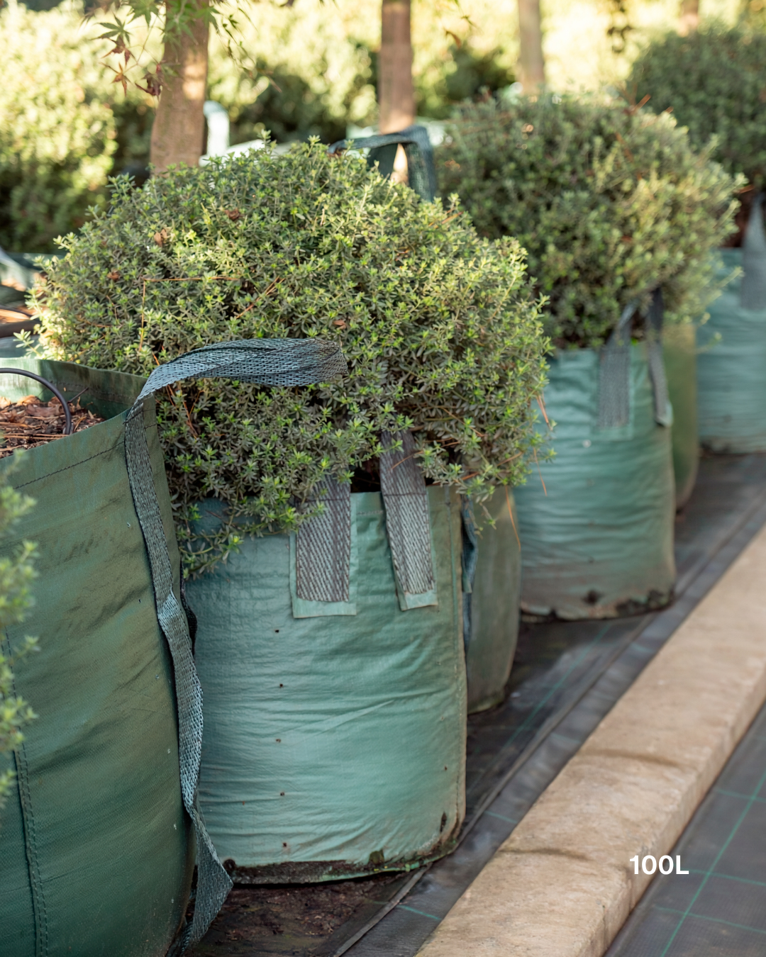 Westringia fruticosa – Coastal Rosemary