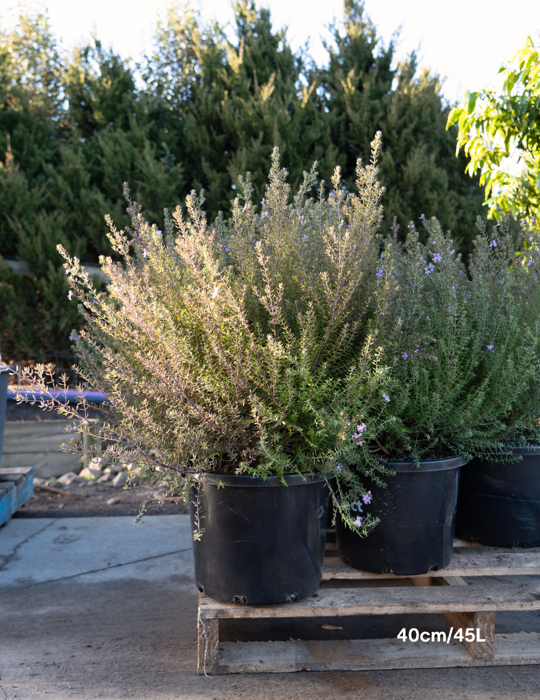Westringia ‘Wynyabbie Blue’ – Wynyabbie Blue Coastal Rosemary - Evergreen Trees Direct