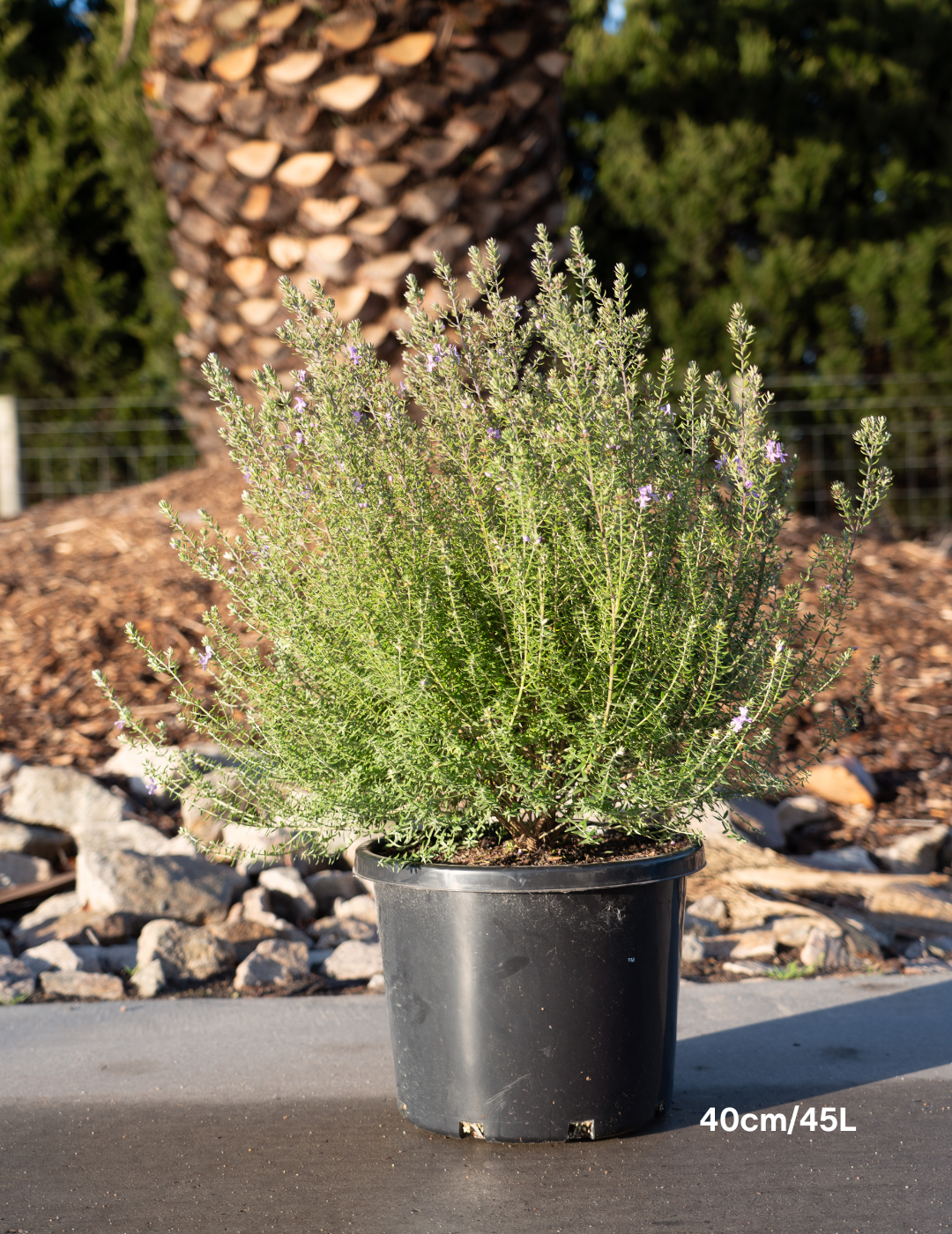 Westringia 'Wynyabbie Blue'