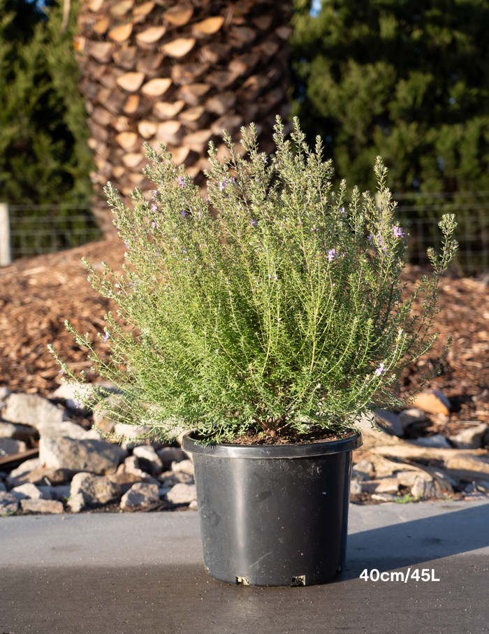 Westringia ‘Wynyabbie Blue’ – Wynyabbie Blue Coastal Rosemary